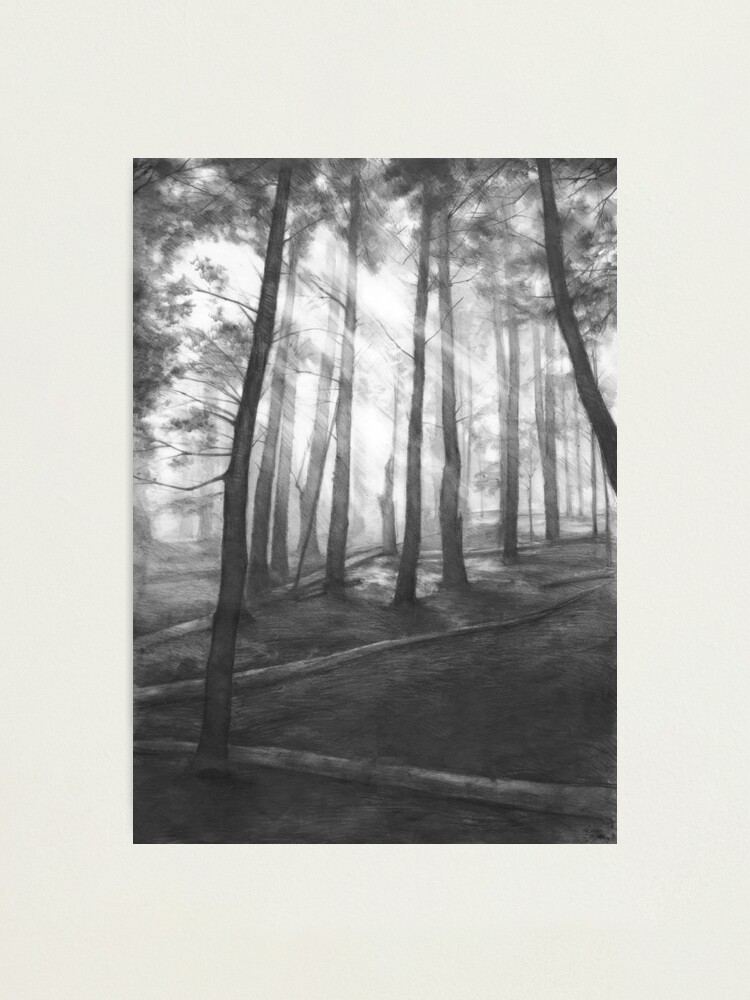 Dark Forest Drawings for Sale  Fine Art America